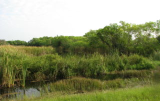 Filter Marsh Functional Assessment Method