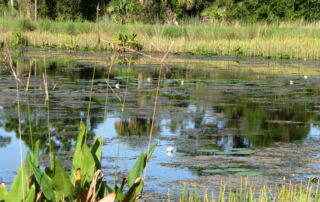 EcoSystem Service Projects