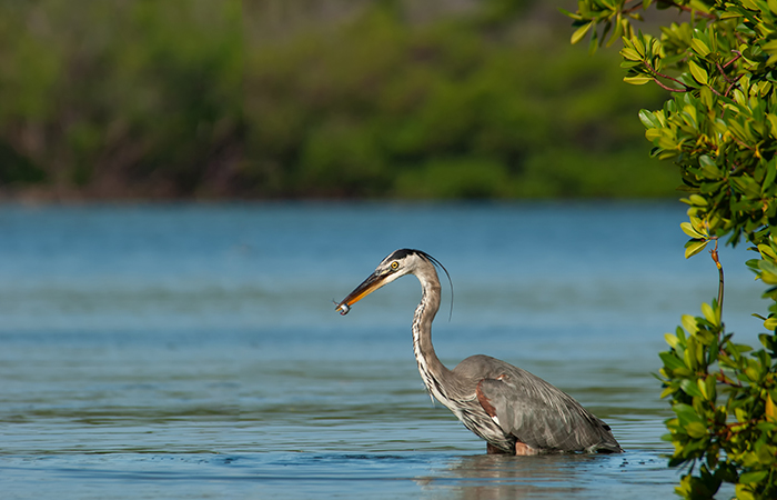 Great blue heron feeding in green mangroves in Estero Bay, Florida